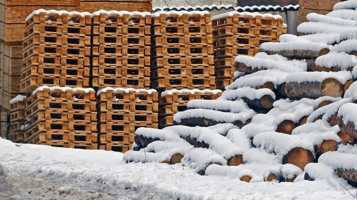 La madera supone el 71% de los ingresos de los montes. MARIO TEJEDOR