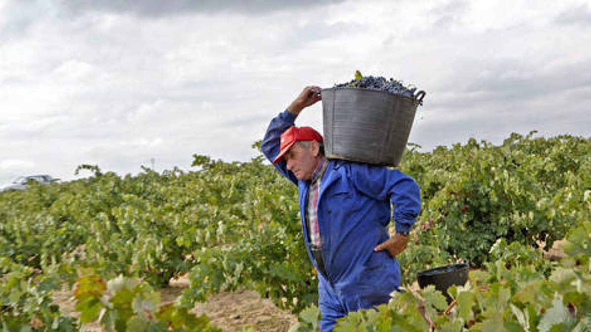 Viñedos en la provincia de Soria.-HDS