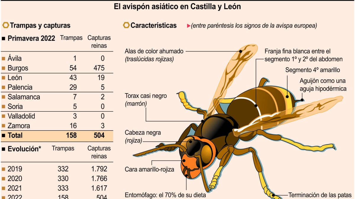 Avispa asiática.-ICAL