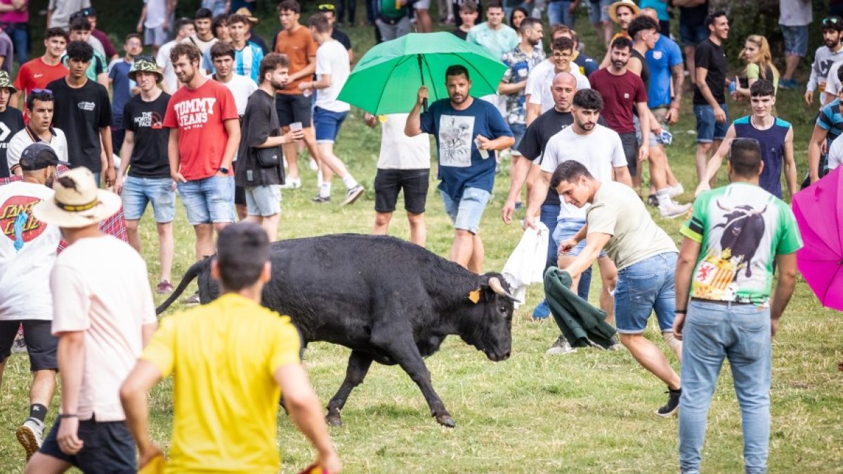 Tienta a uno de los toros de La Saca durante el Lavalenguas de San Juan 2022. GONZALO MONTESEGURO