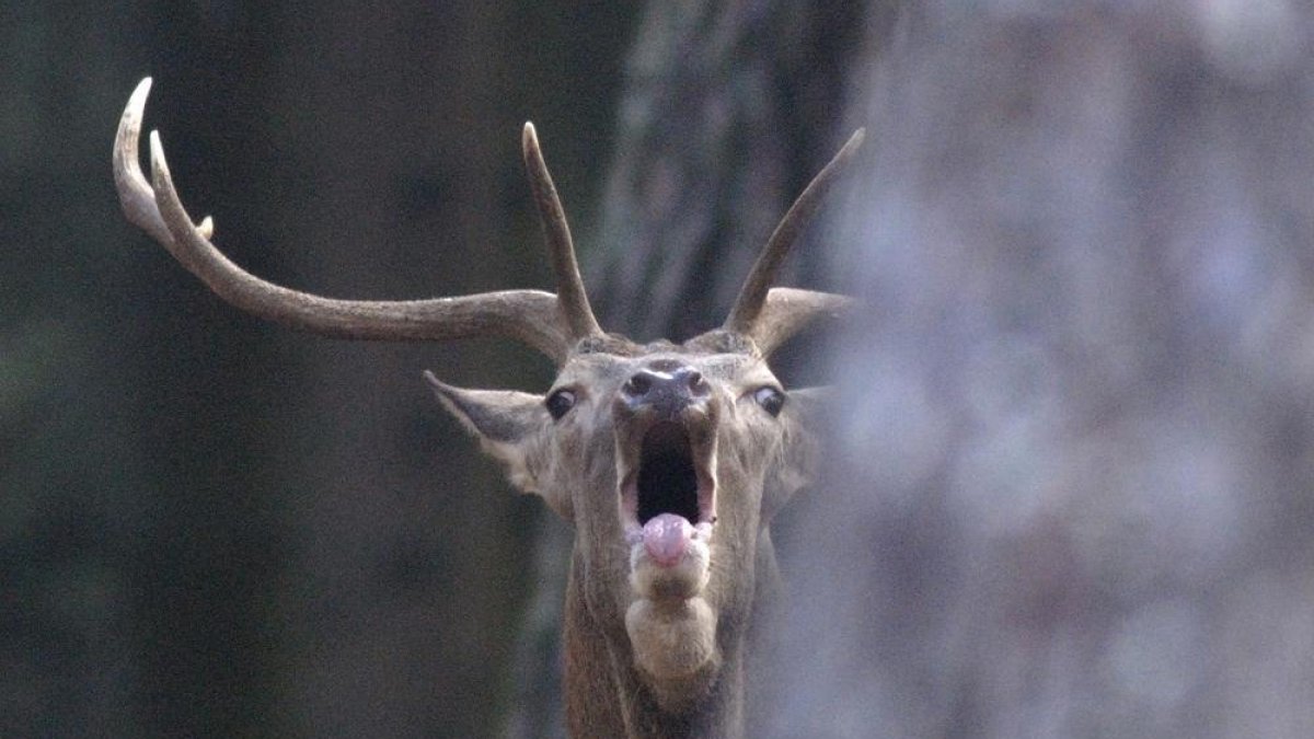 Ciervo durante la berrea-V. GUISANDE
