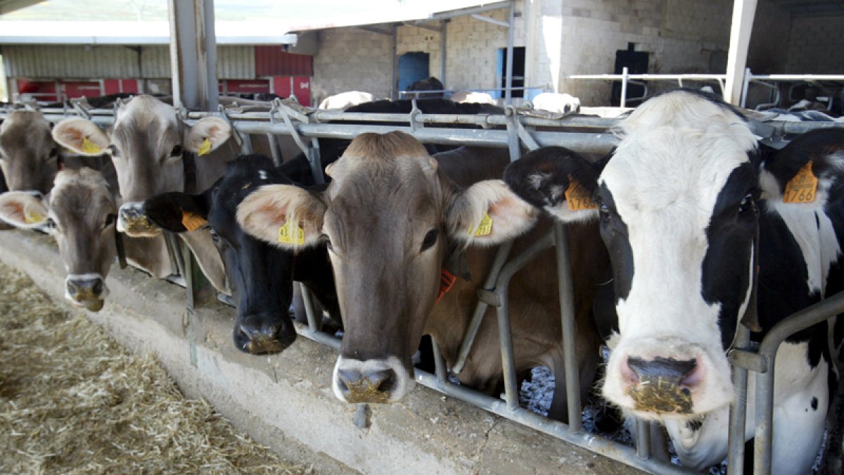 Explotación de vacas de leche.-LUIS ÁNGEL TEJEDOR