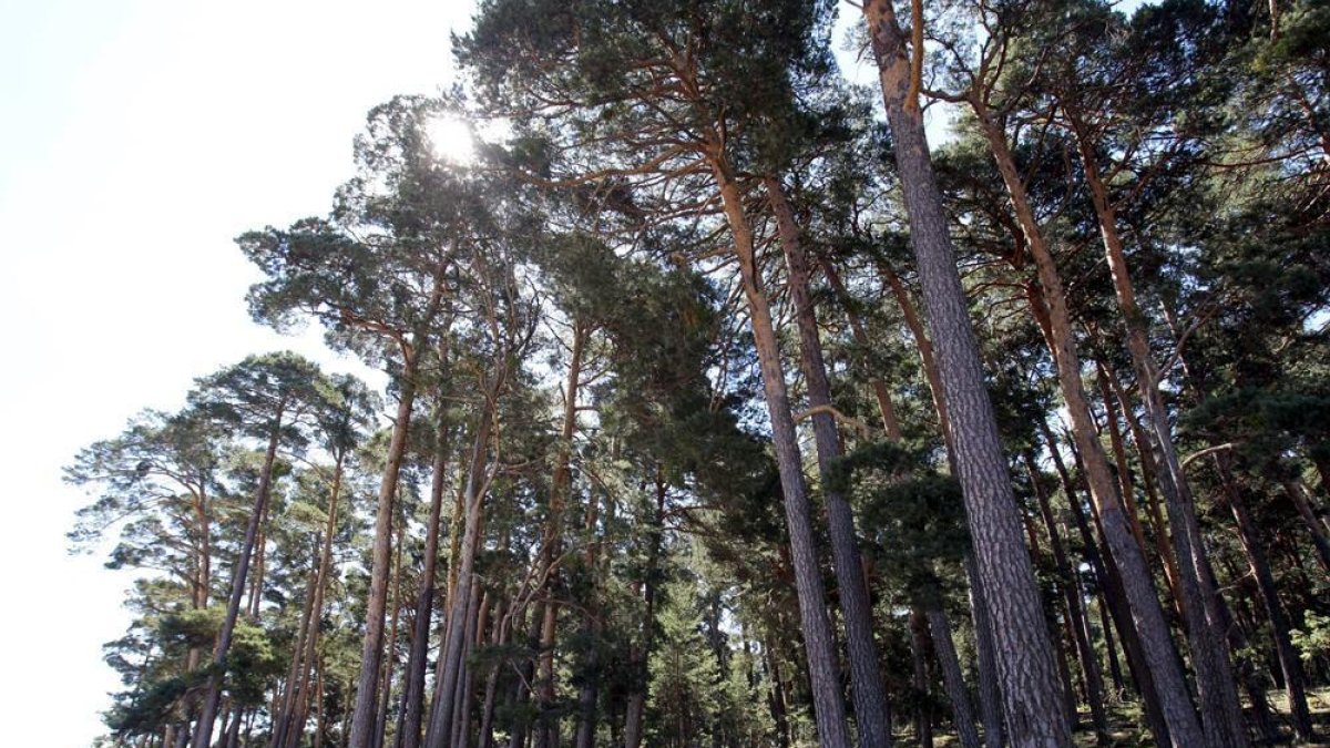 Monte de pinos en la provincia de Soria. HDS