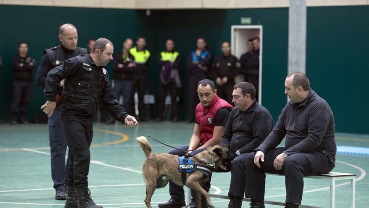 Perros de la Policía. David Arranz / ICAL-