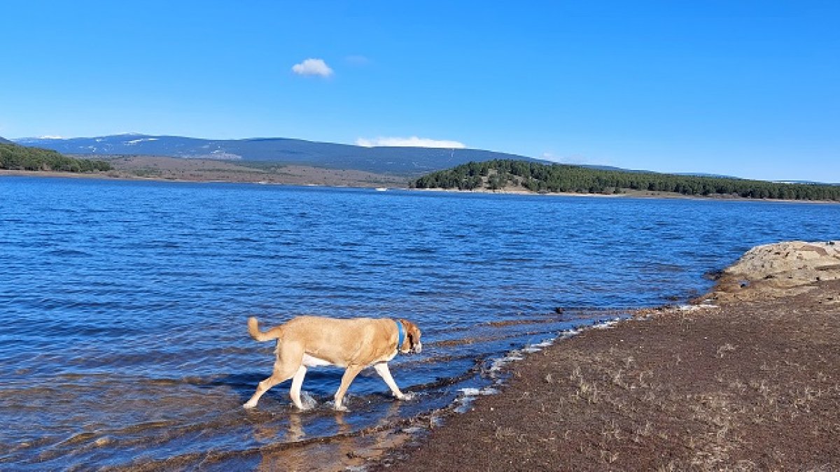 El embalse de la Cuerda del Pozo contiene actualmente 167,265 hectómetros cúbicos de agua, el 67,24 por ciento de su capacidad total que asciende a 248,776 hectómetros cúbicos. La semana pasada contenía 138,747 hectómetros cúbicos, el 55,77 %, según informa la Subdelegación del Gobierno en Soria.