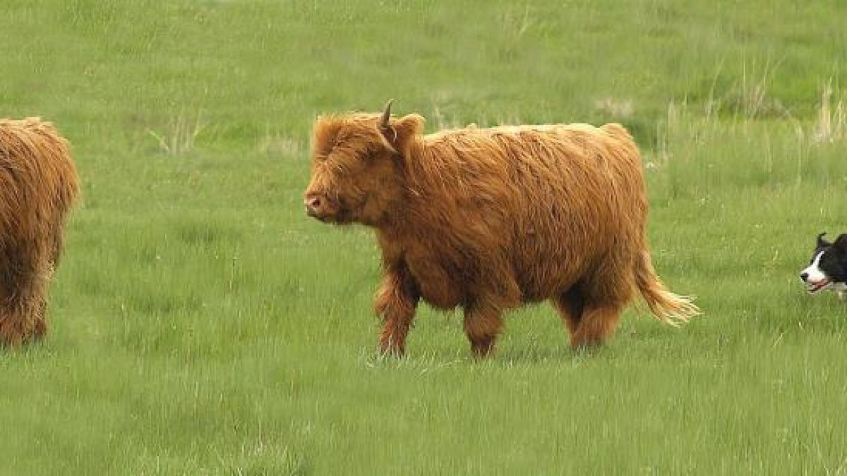 Vacas highlands con sus característicos cuernos largos y levantados, pelaje largo, y un mechón que les cae sobre los ojos y que las hace inconfundibles.-E.M.