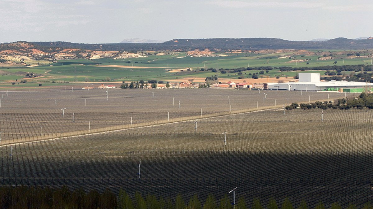 Plantación de Nufri en La Rasa.-HDS