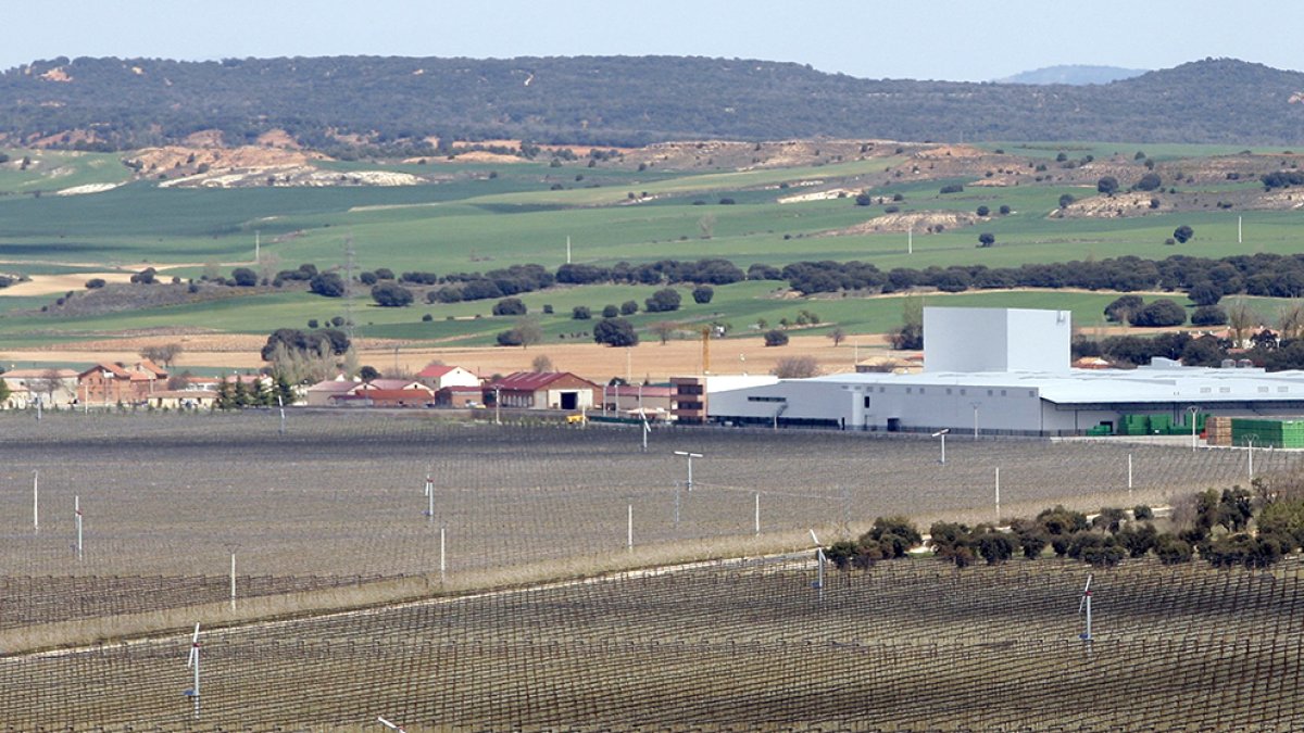 Plantación de Nufri en La Rasa, al fondo el casco urbano del pueblo.-HDS