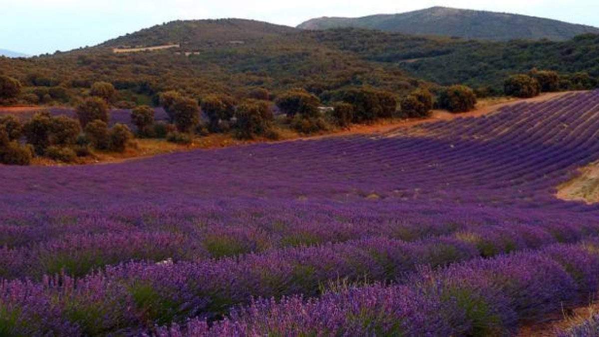 Plantación de lavanda y lavandina en la localidad de San Felices (Soria) que ha puesto en marcha esta pareja de emprendedores.-Cedida