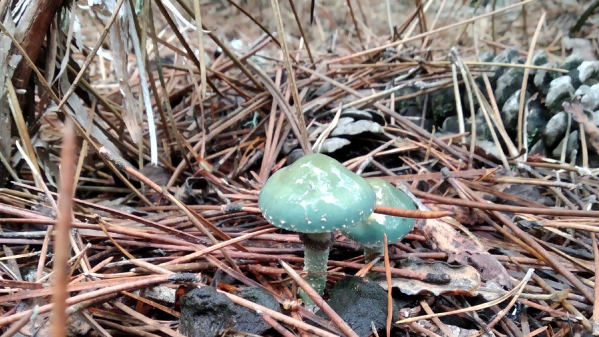 Soria ofrece mucho más que boletus y níscalos, como estas Stropharias no comestibles pero preciosas. ANTONIO CARRILLO