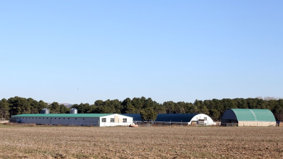 Granja avícola afectada por la gripe aviar en Fuenterrebollo, Segovia. RUBÉN CACHO -ICAL