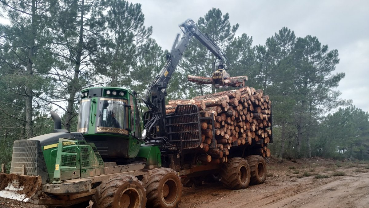 Recogida de madera.-HDS