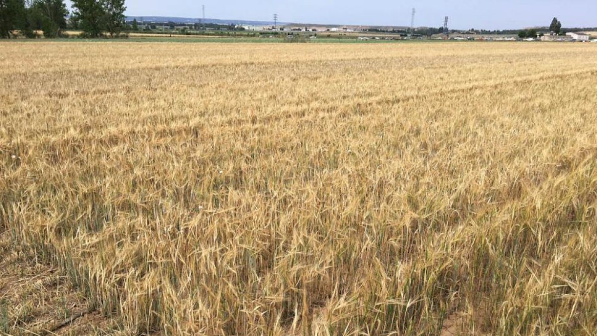 Efectos de la sequía en una finca próxima a Almazán en una imagen de este verano.