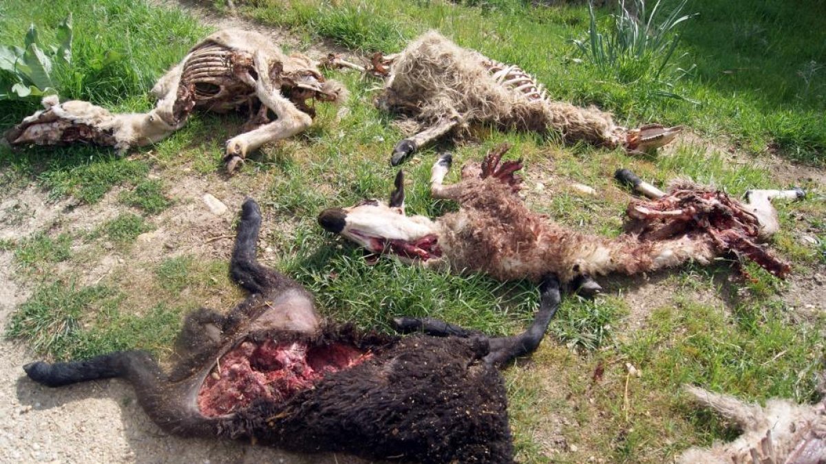 Esta es la estampa que se encontró un ganadero burgalés que sufrió un despiadado ataque en su ganadería por parte de los lobos-ICAL