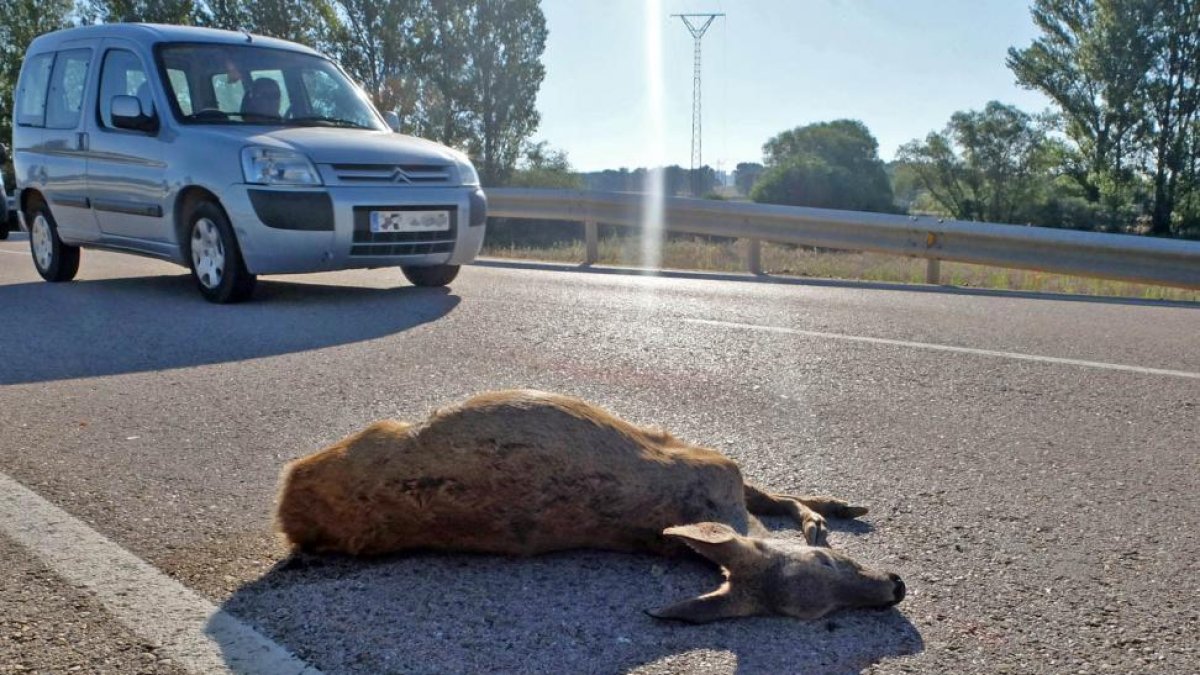 Accidente provocado por animales -.HDS