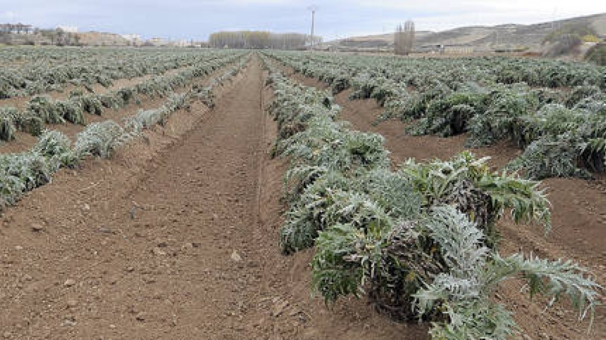 Plantación de cardos de Ágreda./ ÁLVARO MARTÍNEZ-