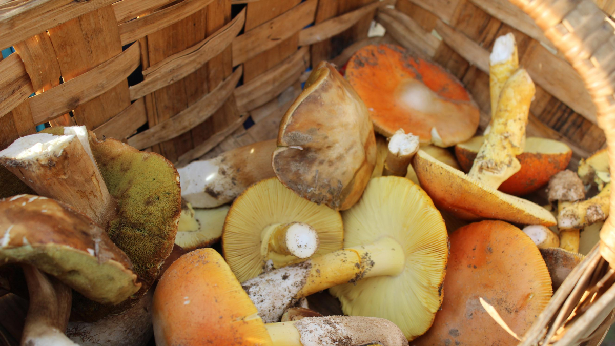 Varias especies de setas.-C.R.