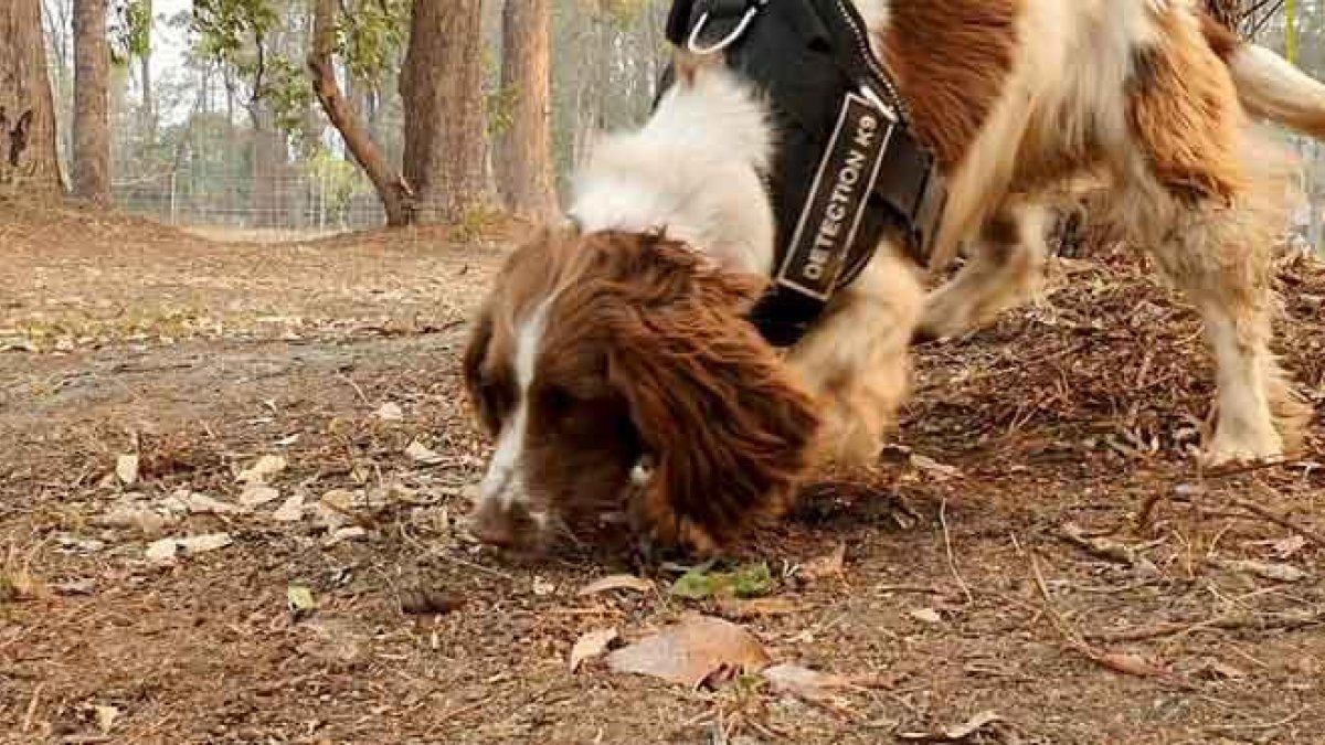 Una perra ayuda a rescatar koalas en los enormes incendios de Australia. En la imagen, la perrita Taylor.-TATE ANIMAL TRAINING ENTERPRISES