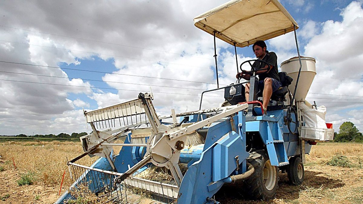 Recogida de garbanzos en los terrenos del Instituto Tecnológico Agrario de Castilla y León (Itacyl). | M. Chacón / ICAL