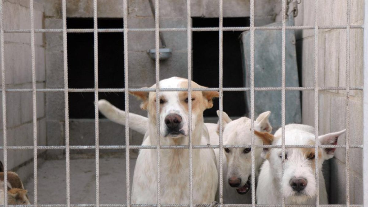 Perros de una rehala inspeccionada por el Seprona en la provincia.-HDS