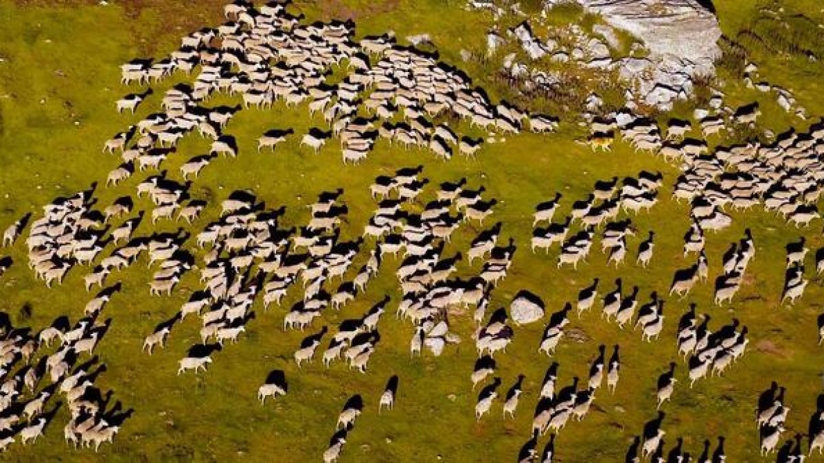 Rebaño trashumante. ICAL