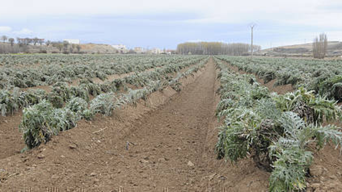 Plantación municipal de cardo rojo. / ÁLVARO MARTÍNEZ-