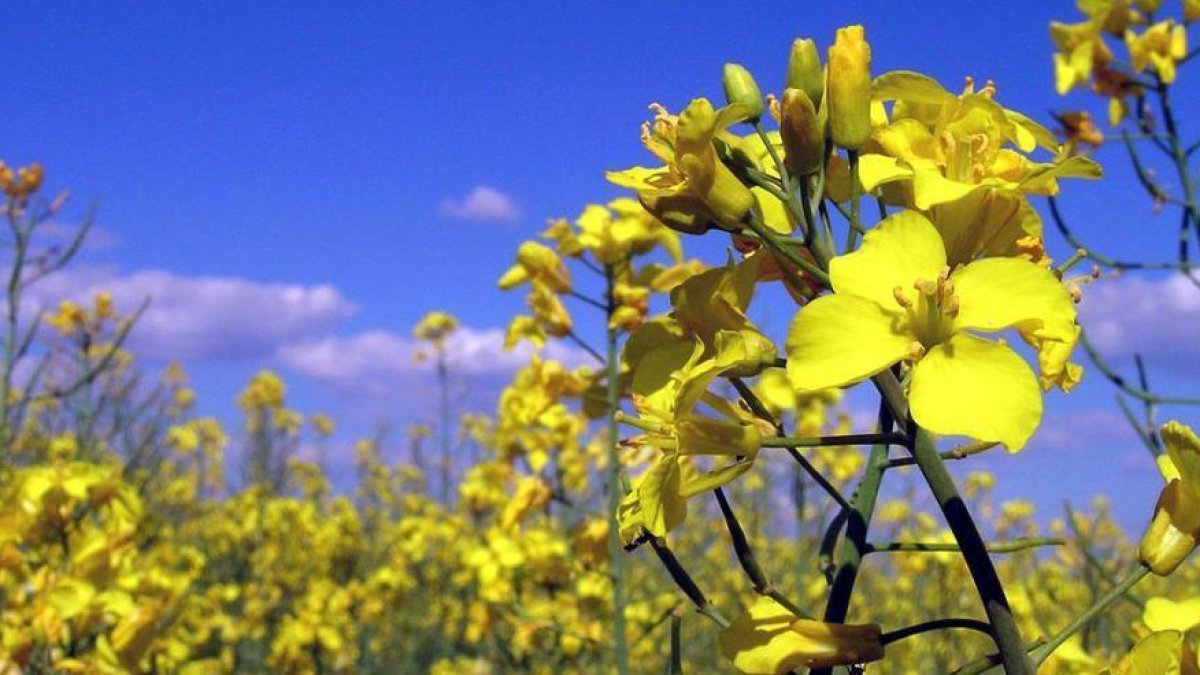 Los agricultores sorianos vuelven a apostar por este cultivo.-EL MUNDO