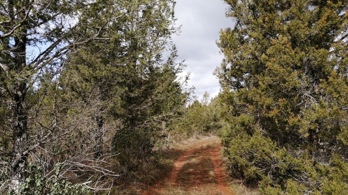 Después de las tareas de poda y selvicultura en el camino que va de La Cuenca a Abejar. HDS