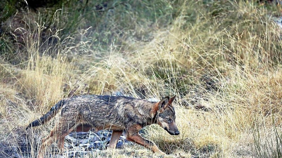 Imagen de un lobo en las inmediaciones leonesas del Parque Natural de Picos de Europa.-- ANDONI CANDELA
