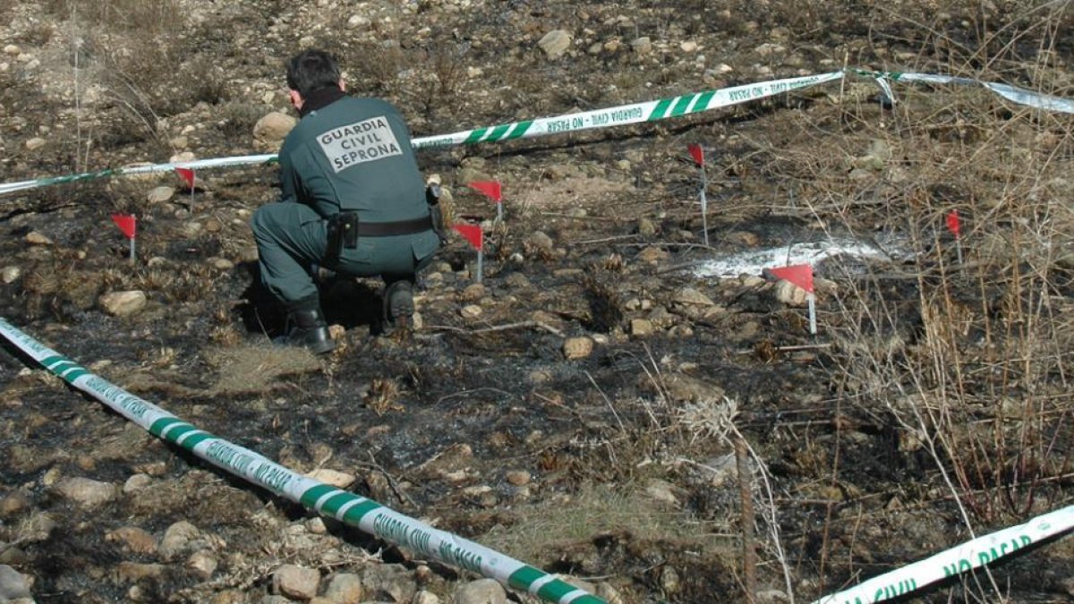 Un agente del Seprona analiza el foco del incendio en Ágreda.-SUBDELEGACIÓN