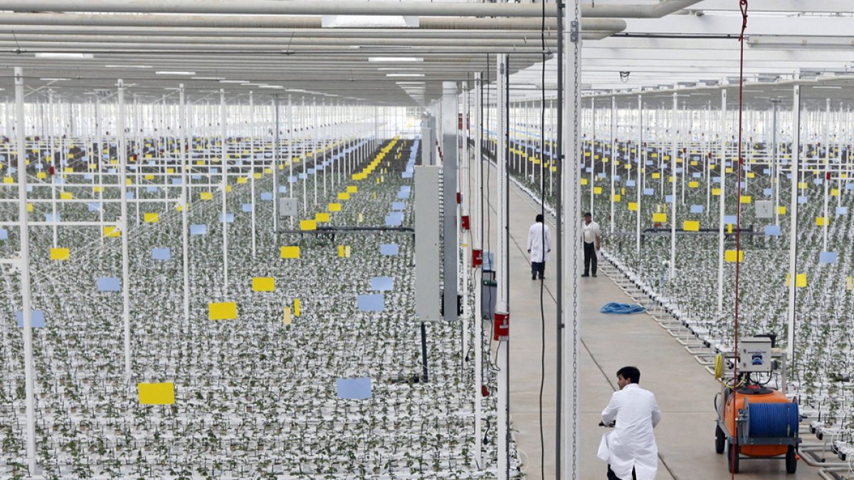 Instalaciones de Aleia Roses, donde ya no se producirán rosas por decisión de sus nuevos propietarios.