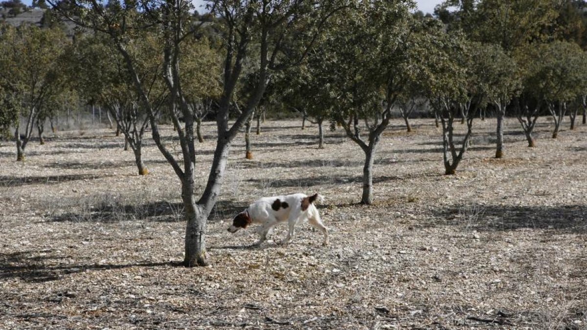 Un perro adiestrado busca trufas en una explotación-ICAL