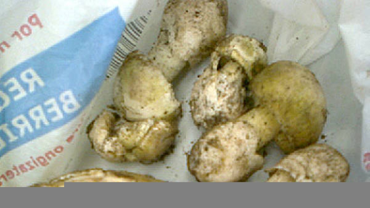 Algunas de las Amanitas recogidas por los pacientes. -