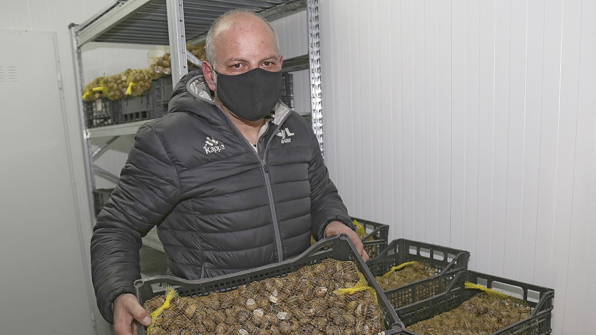 Rafael Díaz en su criadero de caracoles en el Camino de San Román en Palencia. / ICAL