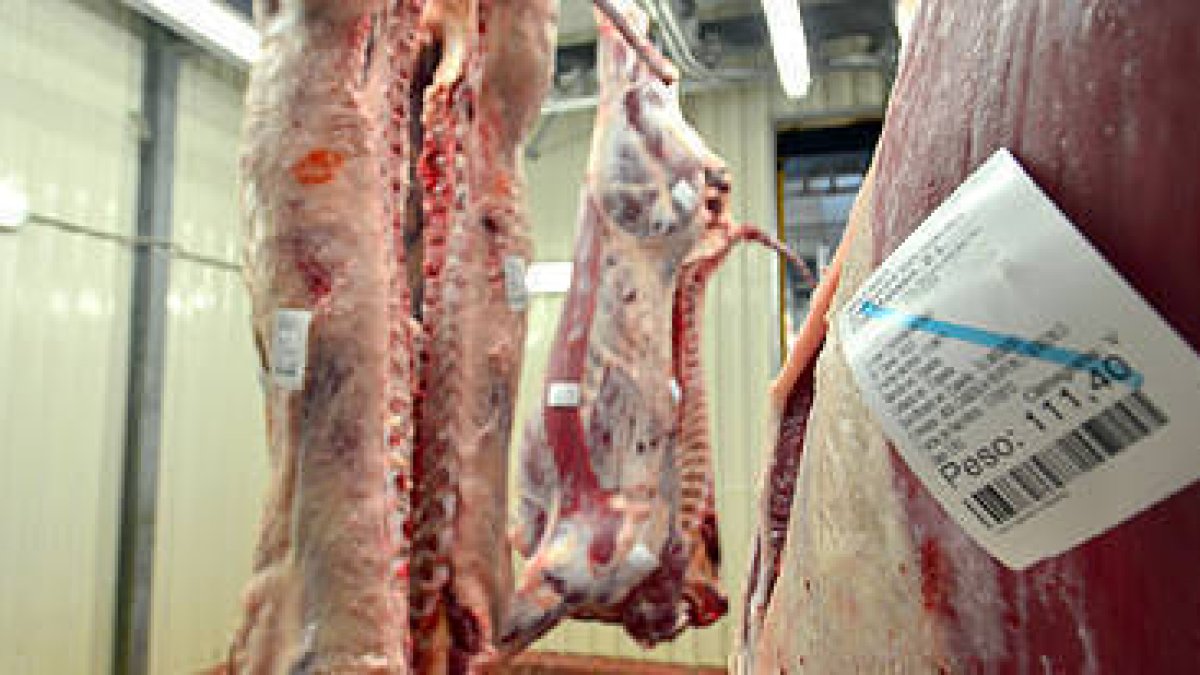 Una de las salas de Mataso, matadero en el que se realiza la mayoría de los sacrificios de animales para consumo de carne. / Á.M.-