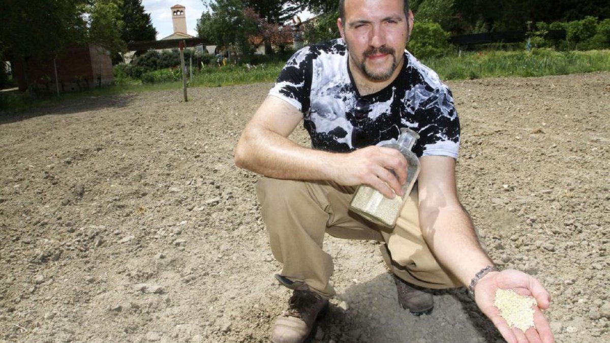 Manuel Calvo en uno de los campos de ensayo de quinoa que ha puesto en marcha el Itagra en Palencia.-BRÁGIMO