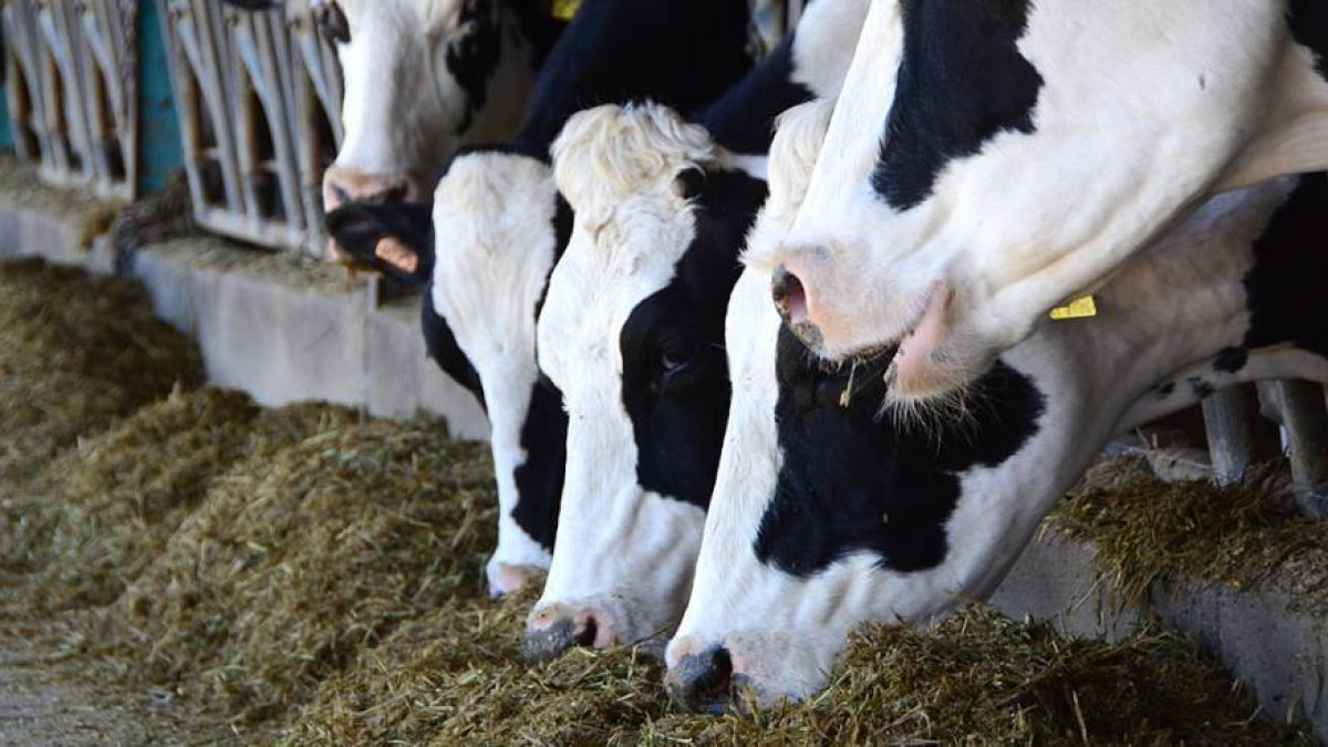 Explotación de vacuno, en una imagen de archivo.