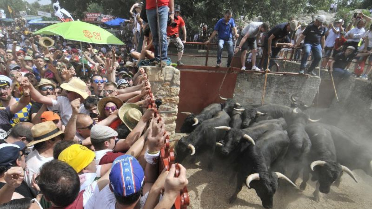 Tras una salida complicada que llevó el pánico a la zona de los corrales, el desempeño de caballistas y sanjuaneros endereza una Saca que terminó con 10 novillos en la plaza en 2019.-HDS