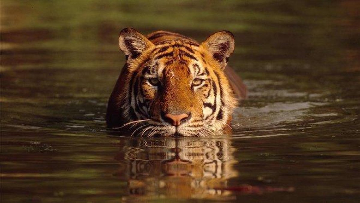 Un tigre de bengala, en un lago de Tailandia.-MARTIN HARVEY / WWF