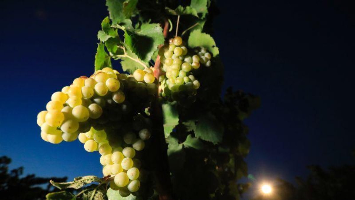 La bodega Raimat apuesta por nuevas producciones ecológicas-EUROPA PRESS
