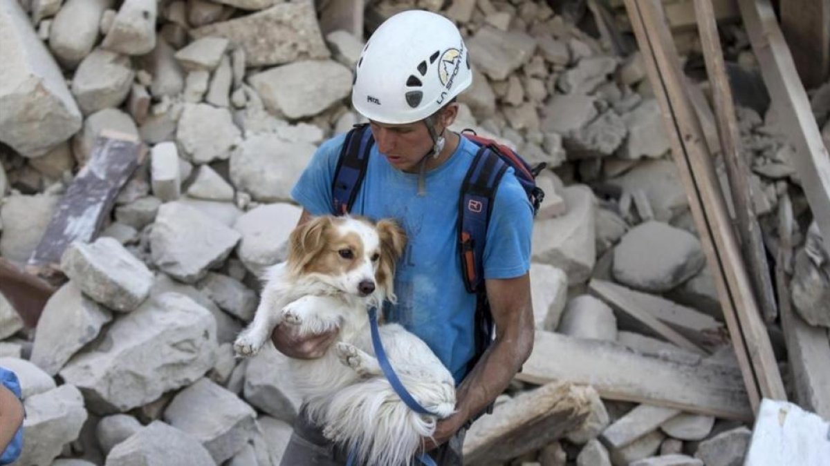 Un voluntario salva a un perro durante los trabajos de rescate tras el terremoto en la localidad de Amatrice en el centro de Italia.-MASSIMO PERCOSSI / EFE