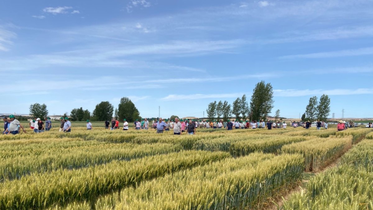 Agricultores en los campos de ensayo. HDS