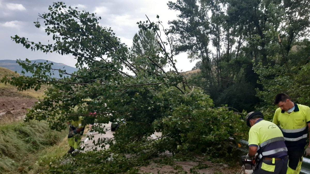 Destrozos de árboles por la tormenta.-HDS