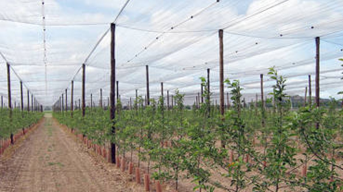 Plantación de Nufri en La Rasa. /VALENTÍN GUISANDE-