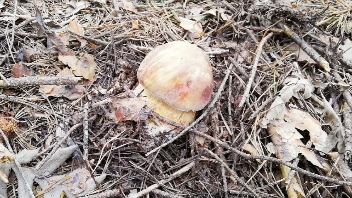 Imagen de un boletus captada el pasado domingo en un pinar soriano. HDS