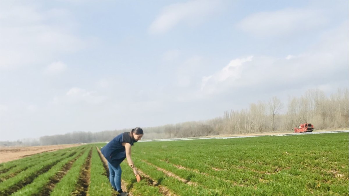 Laura Lapeña en su explotación de zanahorias