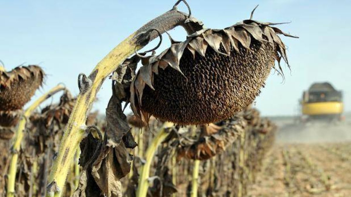 Recolección en cultivos de girasol esta semana.-VALENTÍN GUISANDE