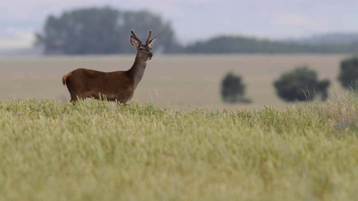 Un ciervo en uno de los campos de cultivo de la provincia.-HDS