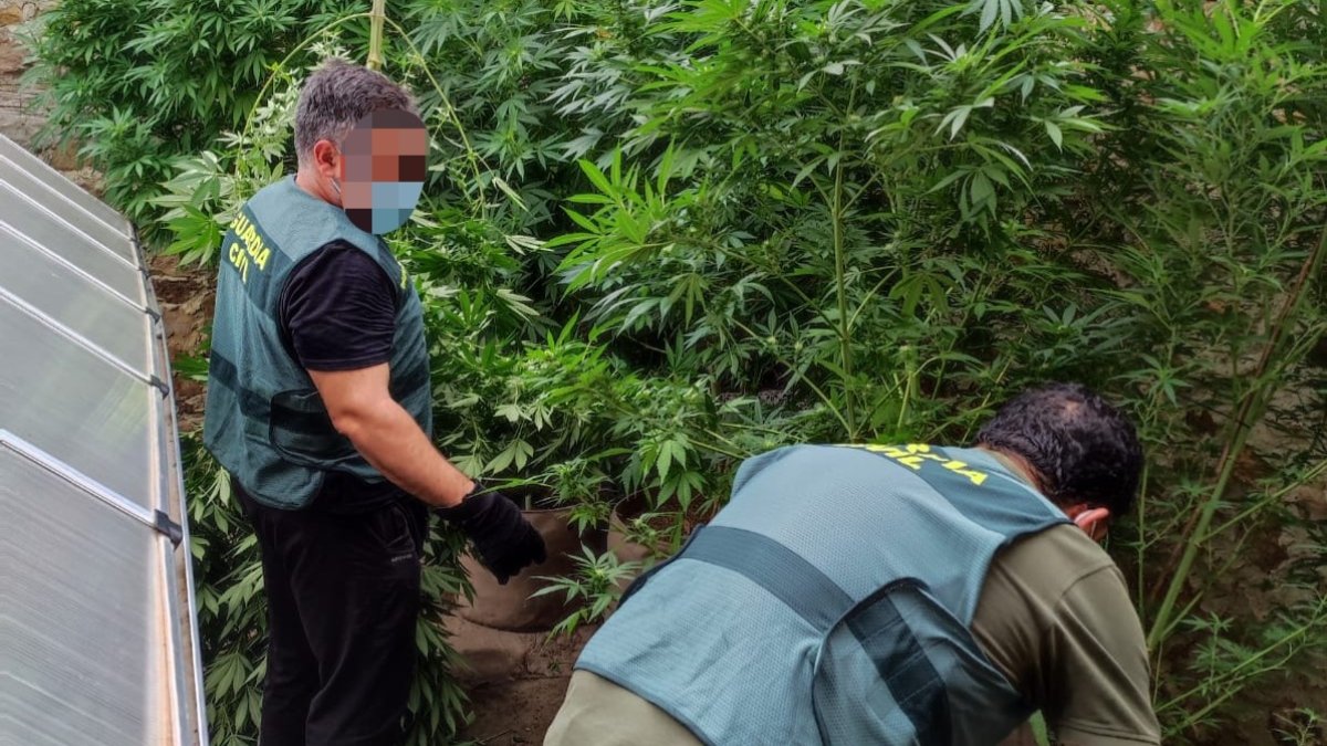 Agentes de la Guardia Civil en la tupida plantación de marihuana de Gallinero. HDS