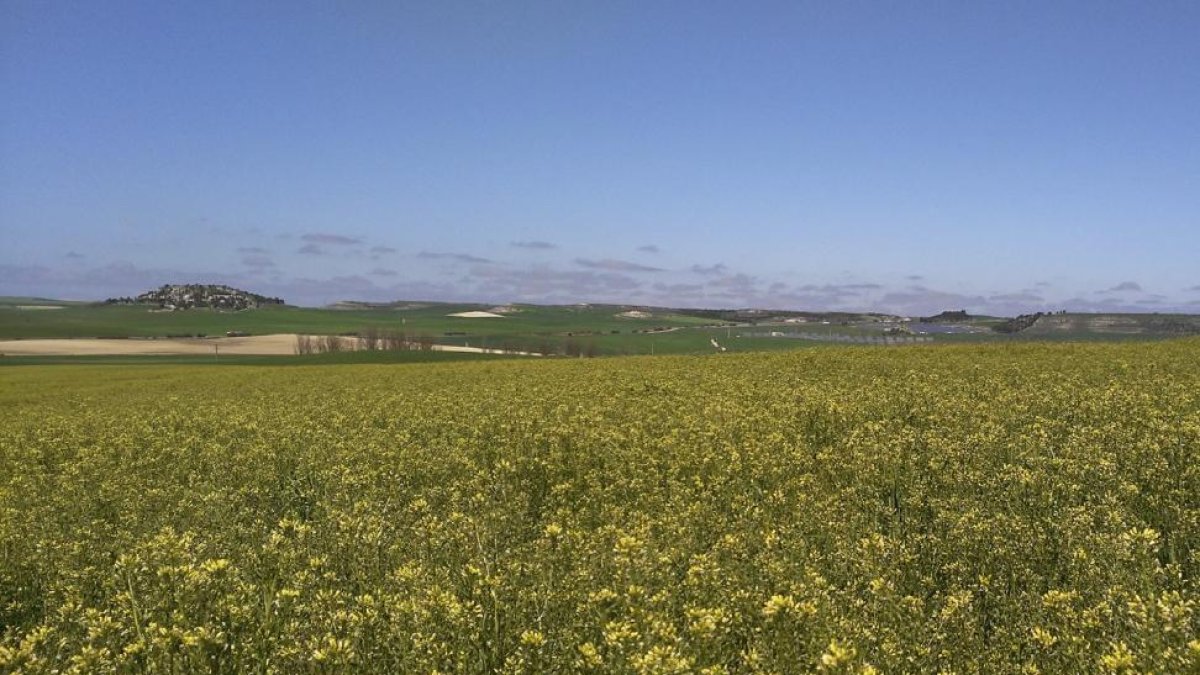 Campo de camelina en Castilla y León, un cultivo alternativo en la rotación que ofrece rentabilidad y ayudas de la PAC al agricultor.-E.M.